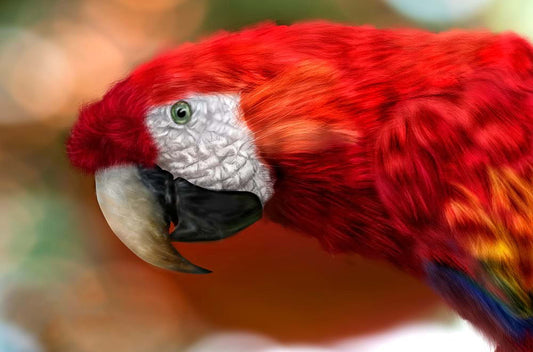 Red Parrot