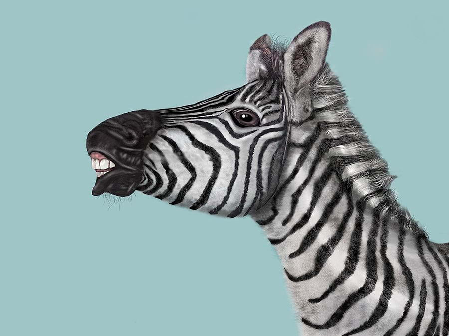 Zebra