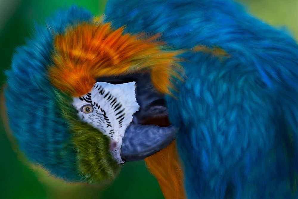 Blue Macaw