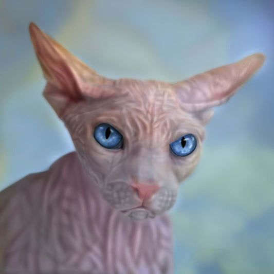 Hairless Cat