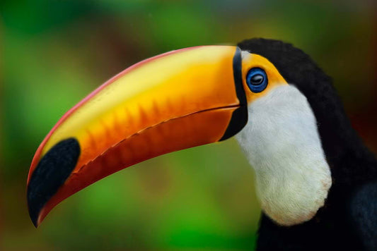 Toucan