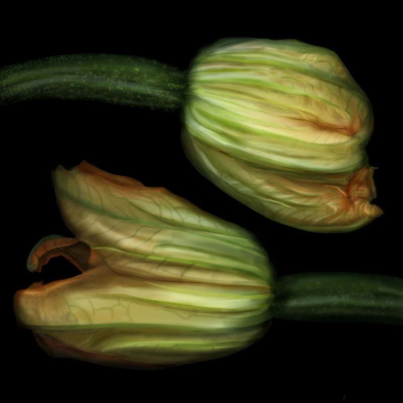 Squash Blossoms